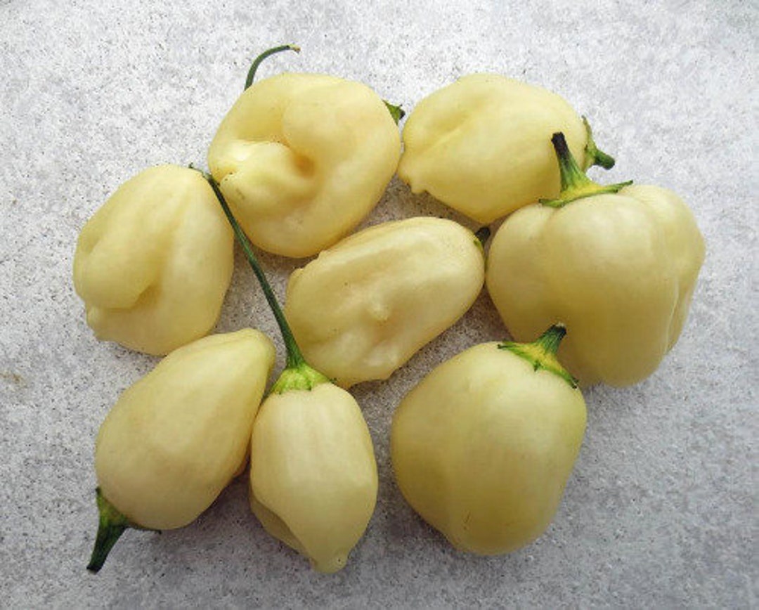 Sugar Rush Cream Pepper Seeds Etsy