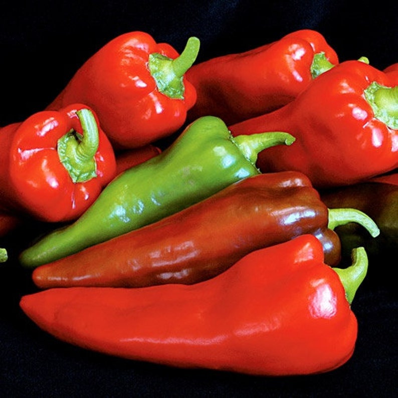 Carmen Italian Sweet Pepper Seeds Etsy