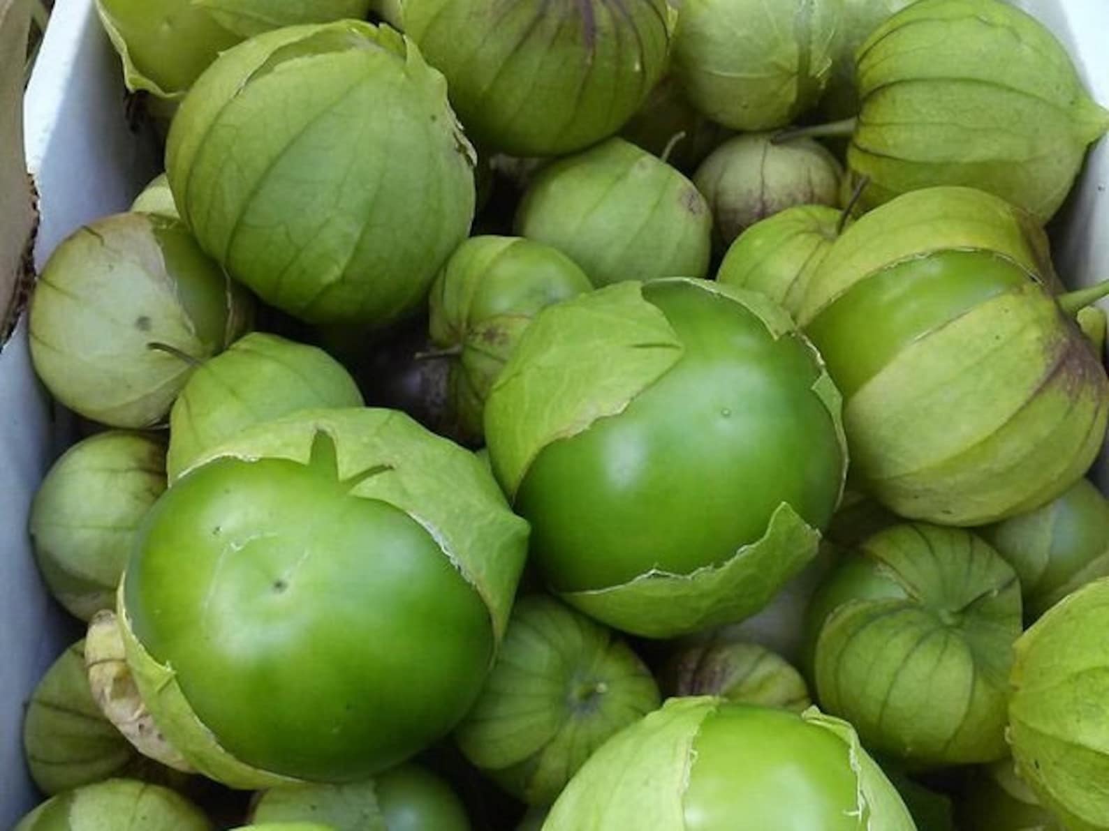 Green Tomatillo Seeds Etsy