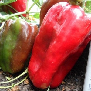 Doux D'espagne Sweet Pepper Seeds