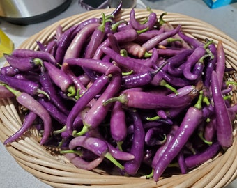 Buena Mulata Pepper Seeds
