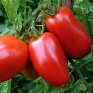 May include: Close-up of four ripe red tomatoes hanging on a vine. The tomatoes are plump and have a smooth, glossy skin.