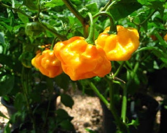 Foodarama Yellow Scotch Bonnet Pepper Seeds