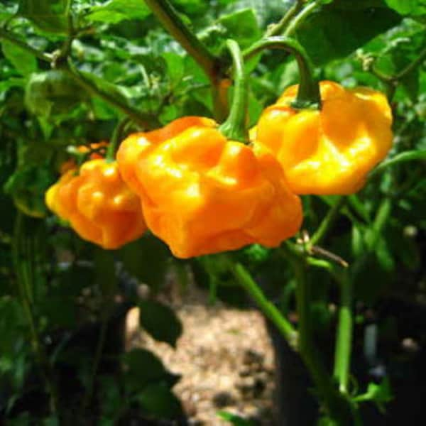 Foodarama Yellow Scotch Bonnet Pepper Seeds