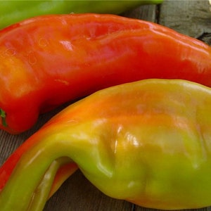 Giant Aconcagua Pepper Seeds
