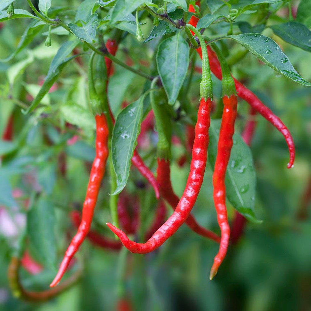 Chili De Arbol Pepper Seeds Etsy