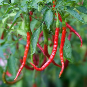Chili De Arbol Pepper Seeds