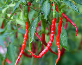 Chili De Arbol Pepper Seeds