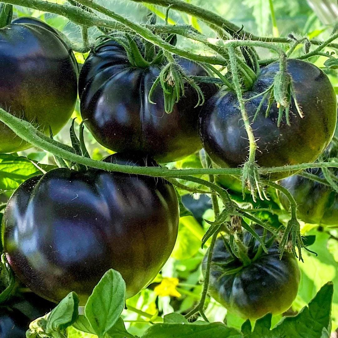 Black Beauty Tomato Seeds