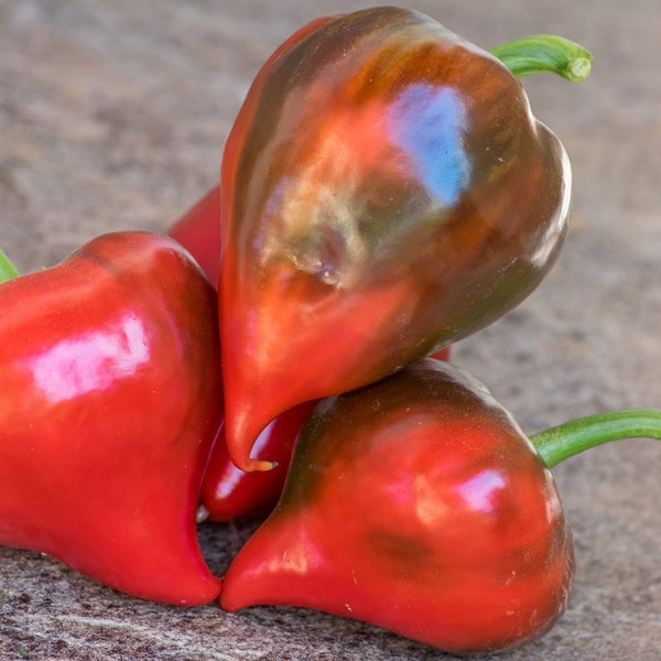 Lesya Sweet Pepper Seeds