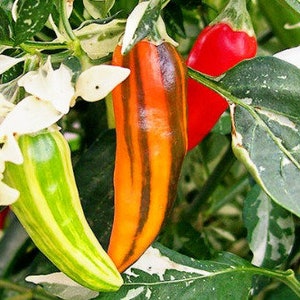 Fish Pepper Seeds image 1