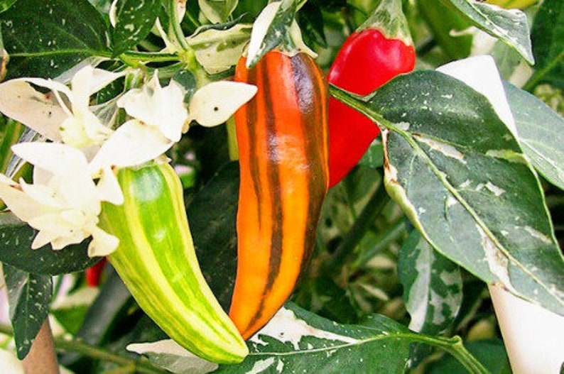 Fish Pepper Seeds image 1