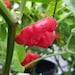 see more listings in the Hot Pepper Seeds section