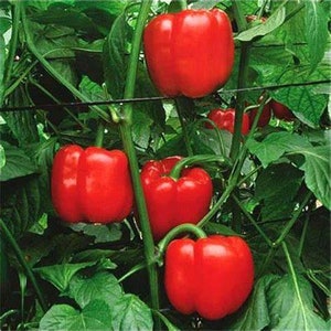May include: Close-up of four red bell peppers growing on a vine. The peppers are ripe and ready to be harvested.