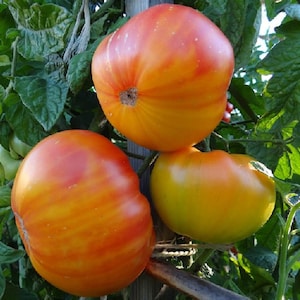 May include: Three large, ripe tomatoes with orange and red stripes growing on a vine. The tomatoes are hanging from the vine and are surrounded by green leaves.