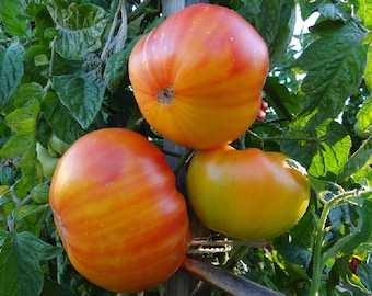 Pineapple Tomato Seeds