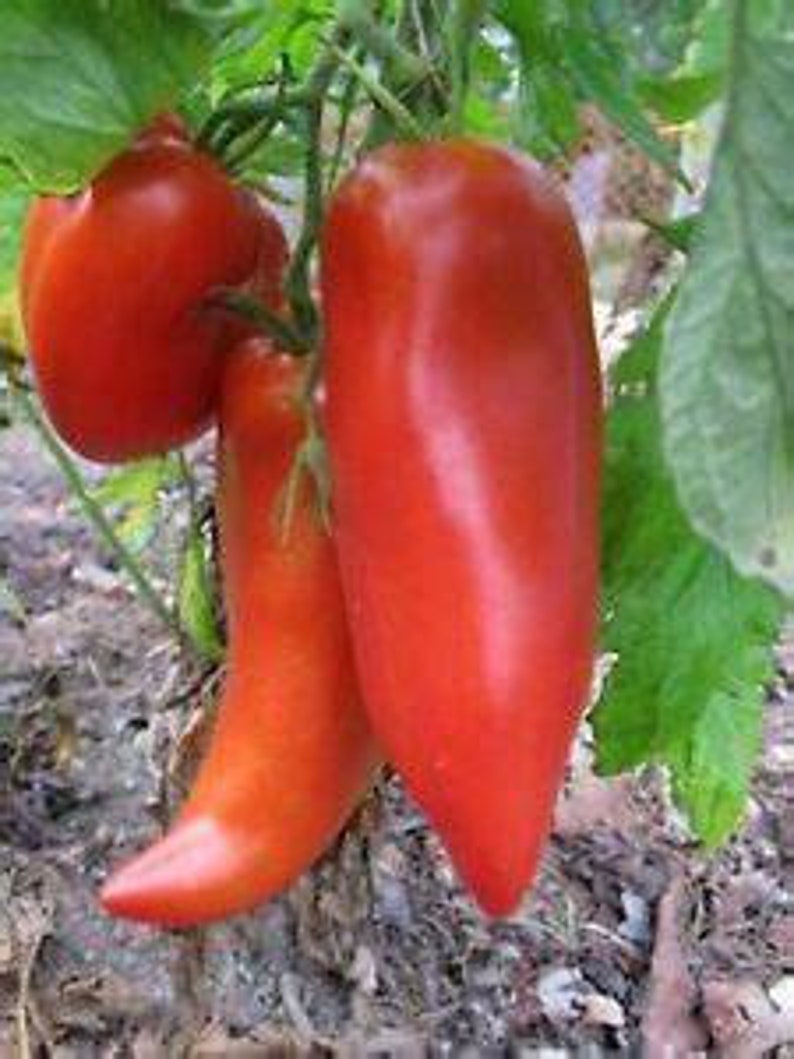 Opalka Tomato Seeds image 1