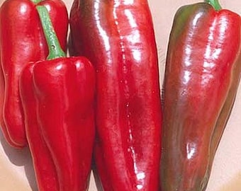 Marconi Red Pepper Seed