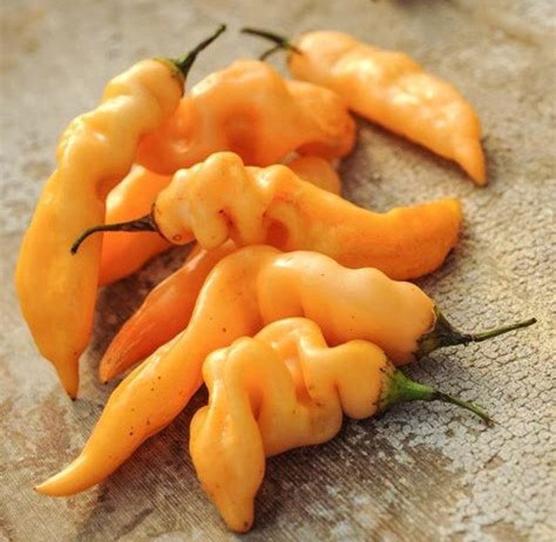 sugar rush peach pepper sugar rush peach pepper