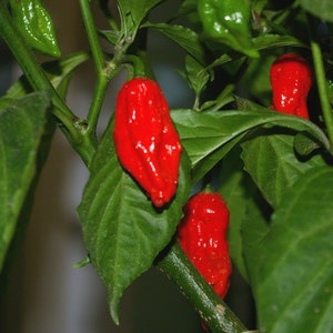 Ghost Pepper Seeds (Bhut Jolkia)