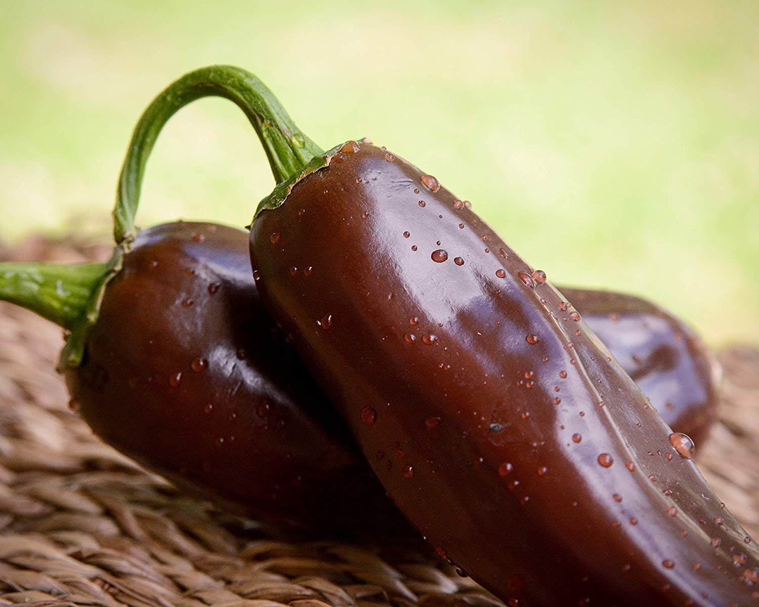 Brown Jalapeno Pepper Seeds Etsy