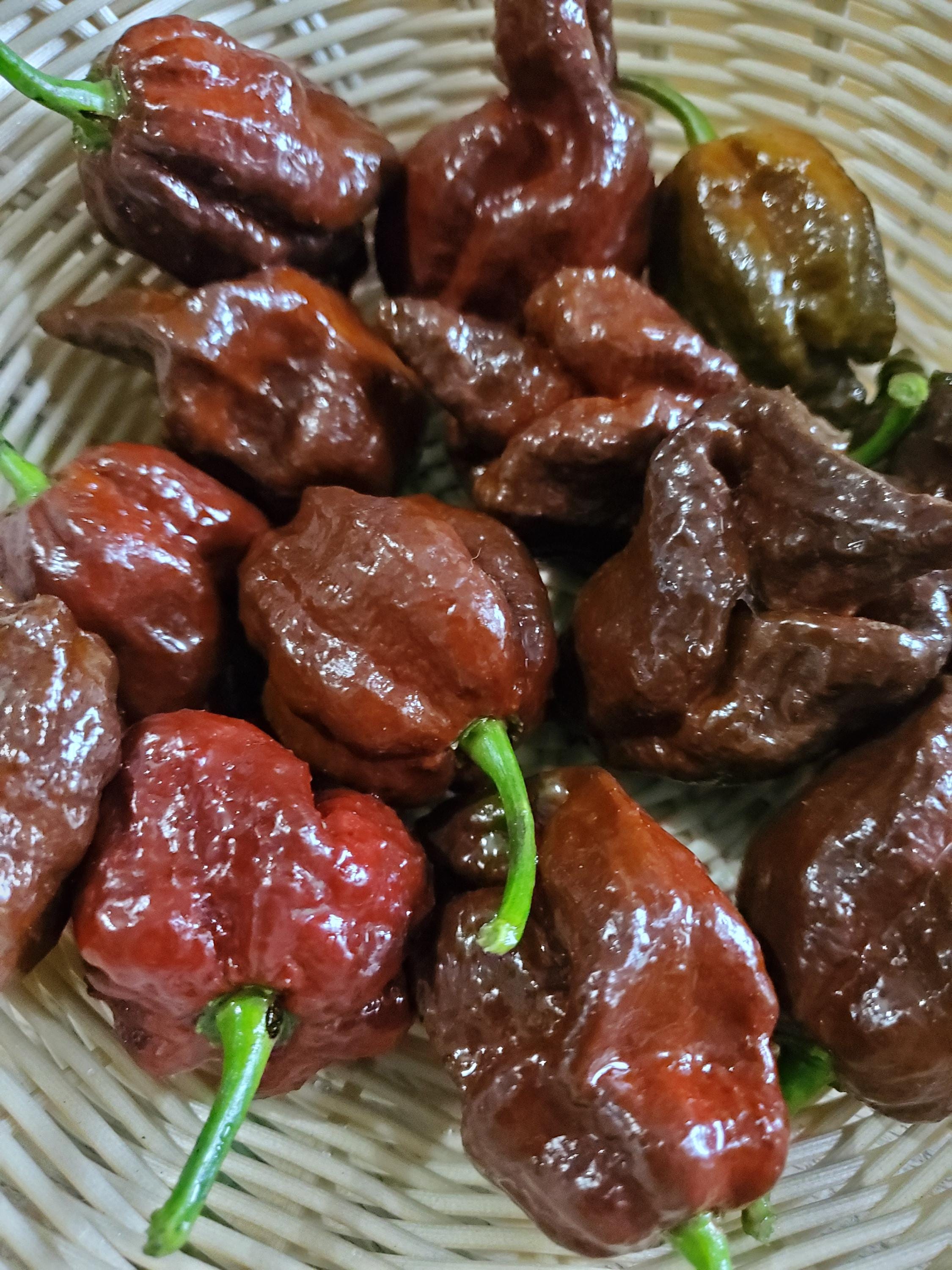 7 Pot Chocolate Brain Strain Pepper Seeds - Etsy