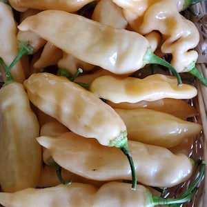 Sugar Rush Peach Pepper Seeds imagem 1