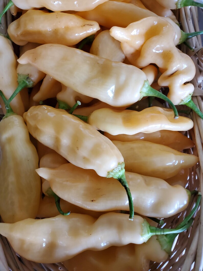 Sugar Rush Peach Pepper Seeds imagem 1