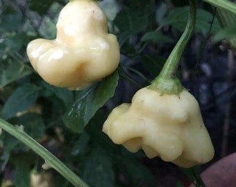 Aji White Fantasy Pepper Seeds