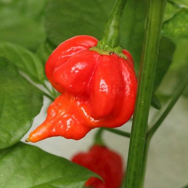 Butch T. Scorpion  Pepper Seeds