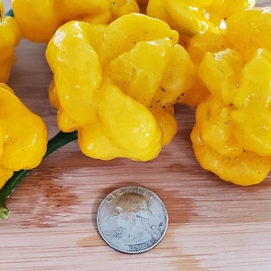 MOA Scotch Bonnet Pepper Seeds