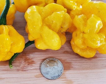 MOA Scotch Bonnet Pepper Seeds