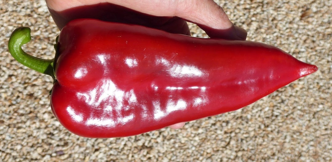 Ajvarski Sweet Pepper Seeds Etsy