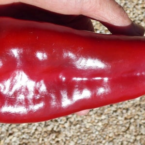 Ajvarski Sweet Pepper Seeds