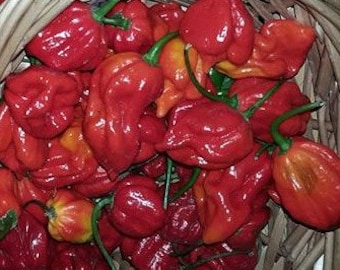 Naga Viper Pepper Seeds