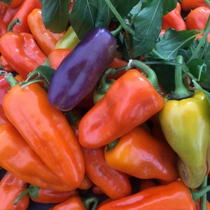 Pippin&#39;s Golden Honey Pepper Seeds