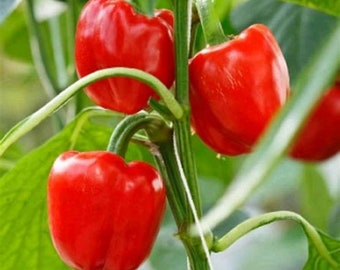 Malawi Piquante Pepper Seeds