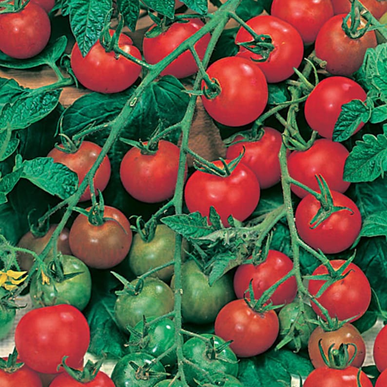 Gardener's Delight Cherry Tomato Etsy