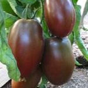 May include: Close-up of four large, dark purple tomatoes hanging on a vine. The tomatoes are oval-shaped and have a glossy finish.