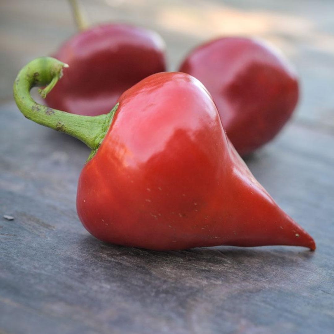Lesya Sweet Pepper Seeds - Etsy