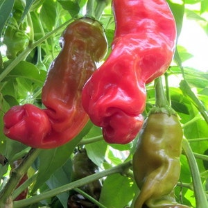Peter Pepper Seeds