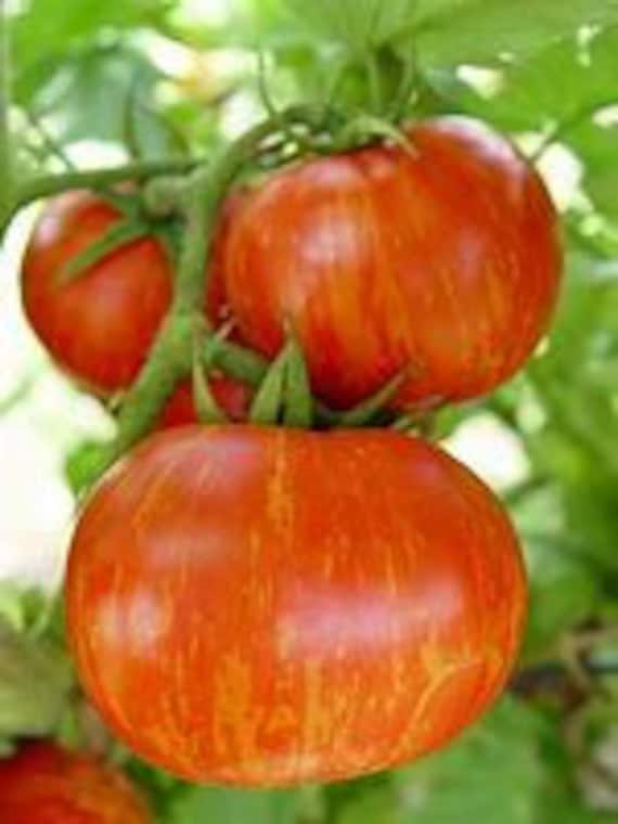 Red Zebra Tomato Seeds Etsy