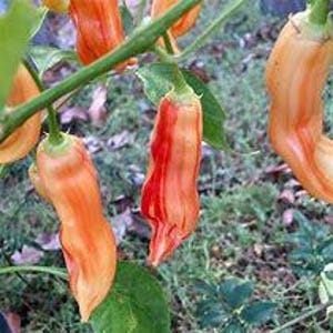 Sugar Rush Stripey Pepper Seeds