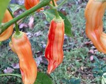 Sugar Rush Stripey Pepper Seeds