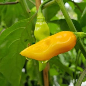 Datil Pepper Seeds
