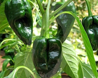 Ancho Poblano Pepper Seeds