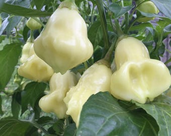 May include: Close-up of a cluster of pale yellow bell peppers growing on a plant. The peppers have a unique, bumpy texture and are arranged in a cluster.