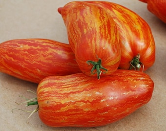 May include: Four red and yellow striped heirloom tomatoes. The tomatoes are elongated and have a smooth skin.