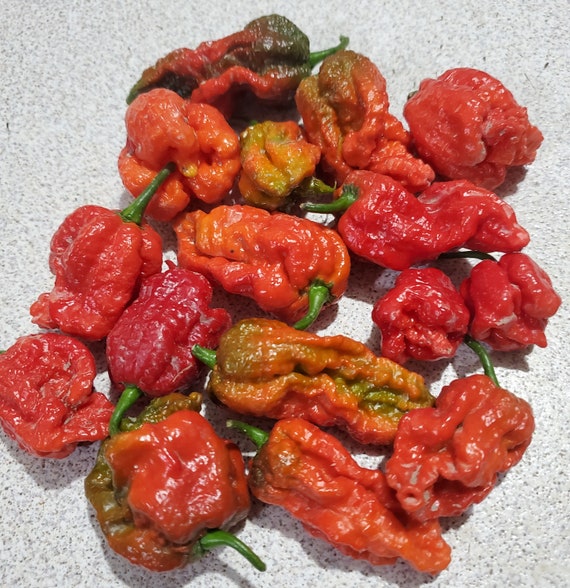 Dragon S Breath Pepper Seeds Etsy Dragon S Breath Pepper Seeds Etsy