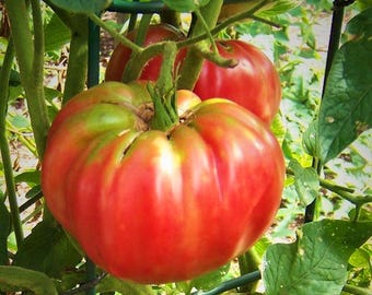 Brandywine Red Tomato Seeds